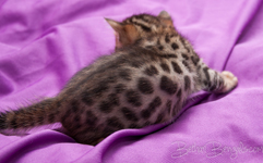 Bengal Cat Züchter